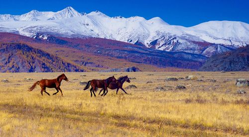 По степи Самаха