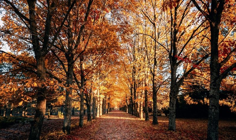 beauty, beautiful, light, autumn, travel, season, color, yellow, gold, people, weather, background, nature, fall, forest, природа, пейзаж, осень, сезон, цвет, погода, landscape Осень фото превью