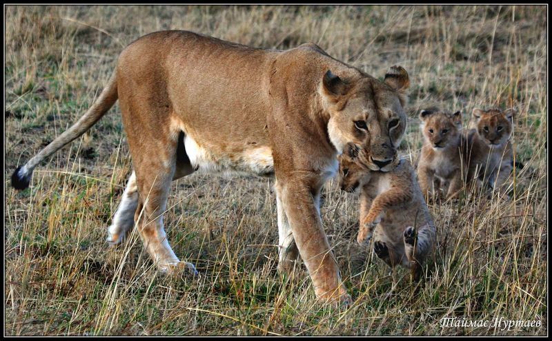 дети ДЕТИ ВЕЛИКОЙ   АФРИКАНСКОЙ САВАННЫ фото превью