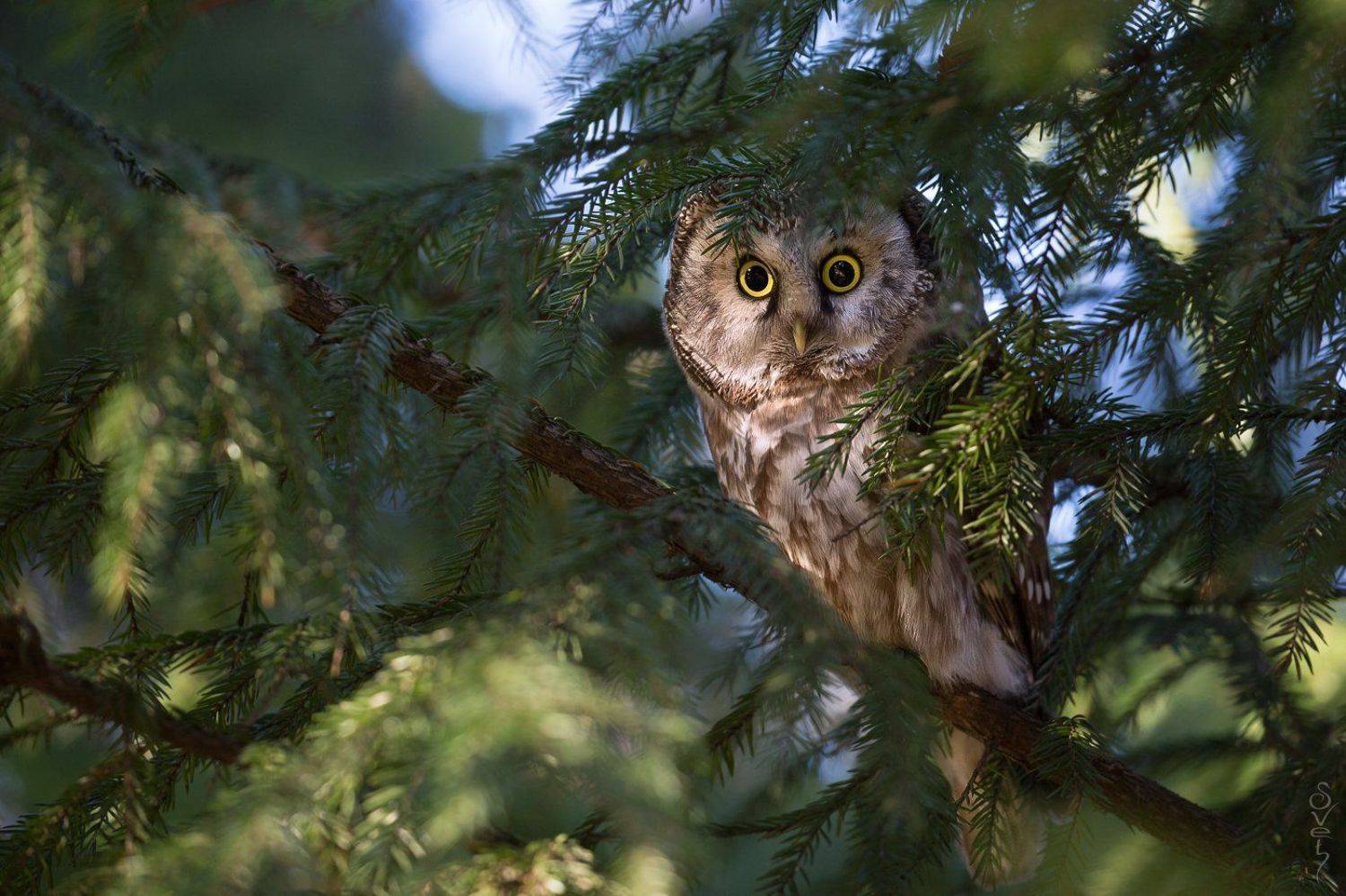 мохноногий сыч, Байбекова Светлана