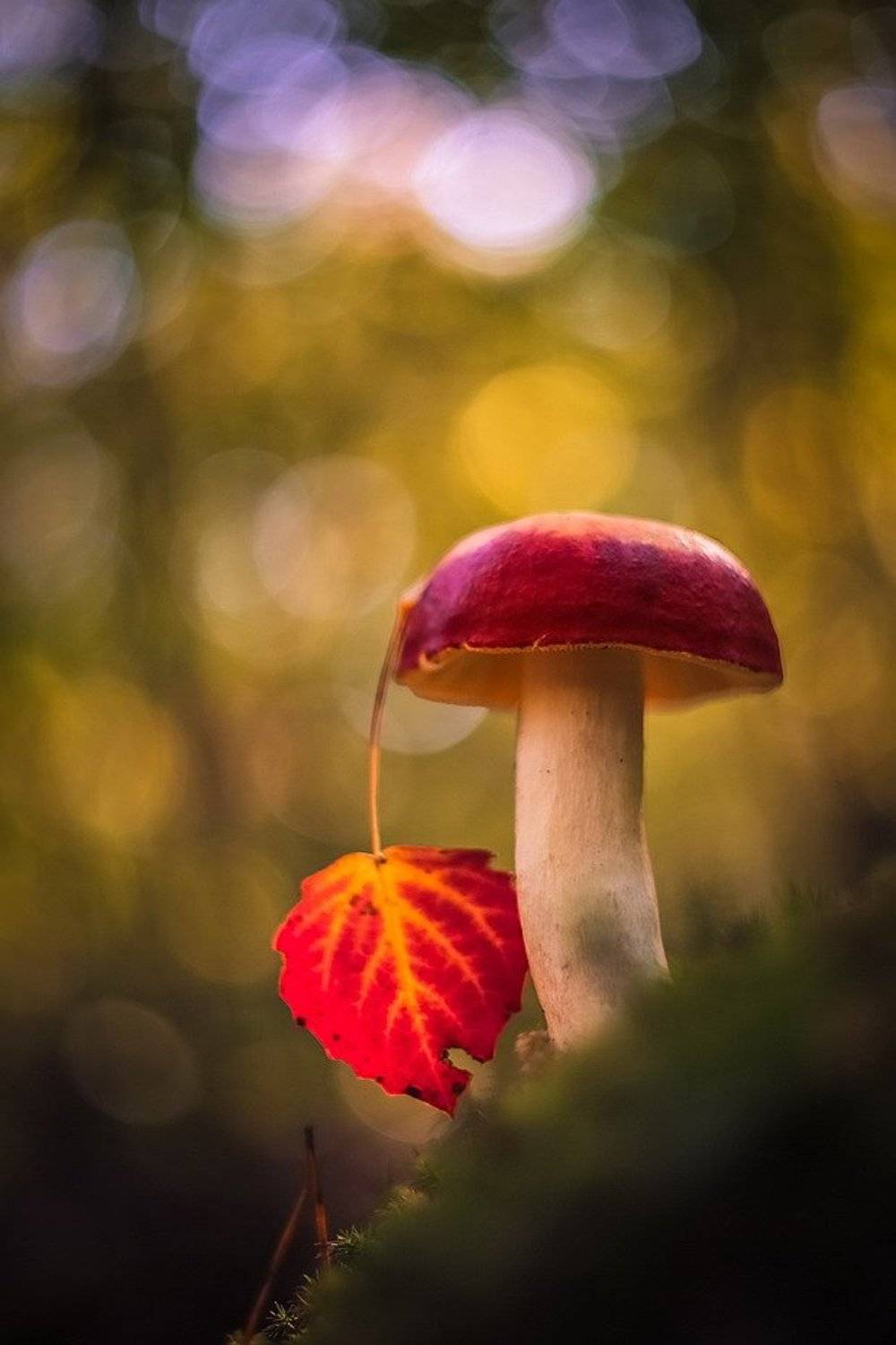 , Вячеслав Мищенко