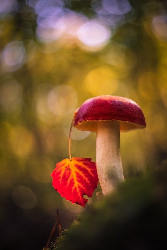 Осень,а может станцуем... фото превью