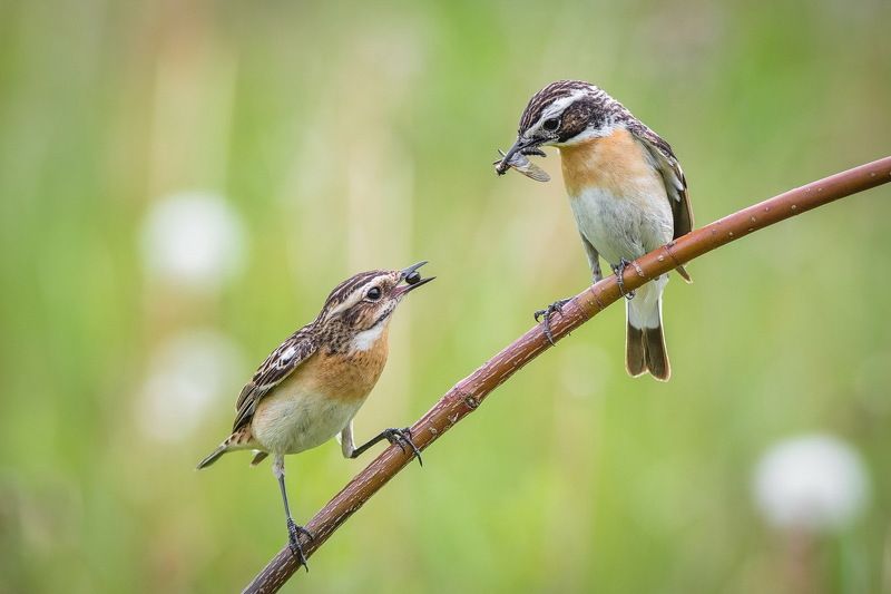 Покажи,что у тебя фото превью