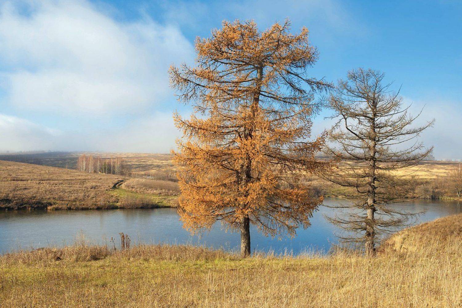 осень, ноябрь, сосны, поле, тульские, просторы, 5d, Лопухов Сергей