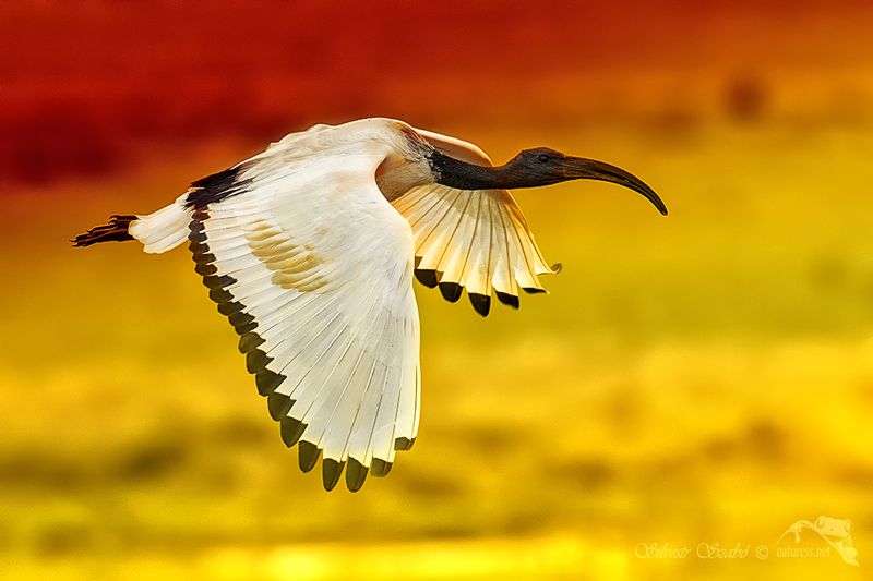 ibis, kenya ibis фото превью