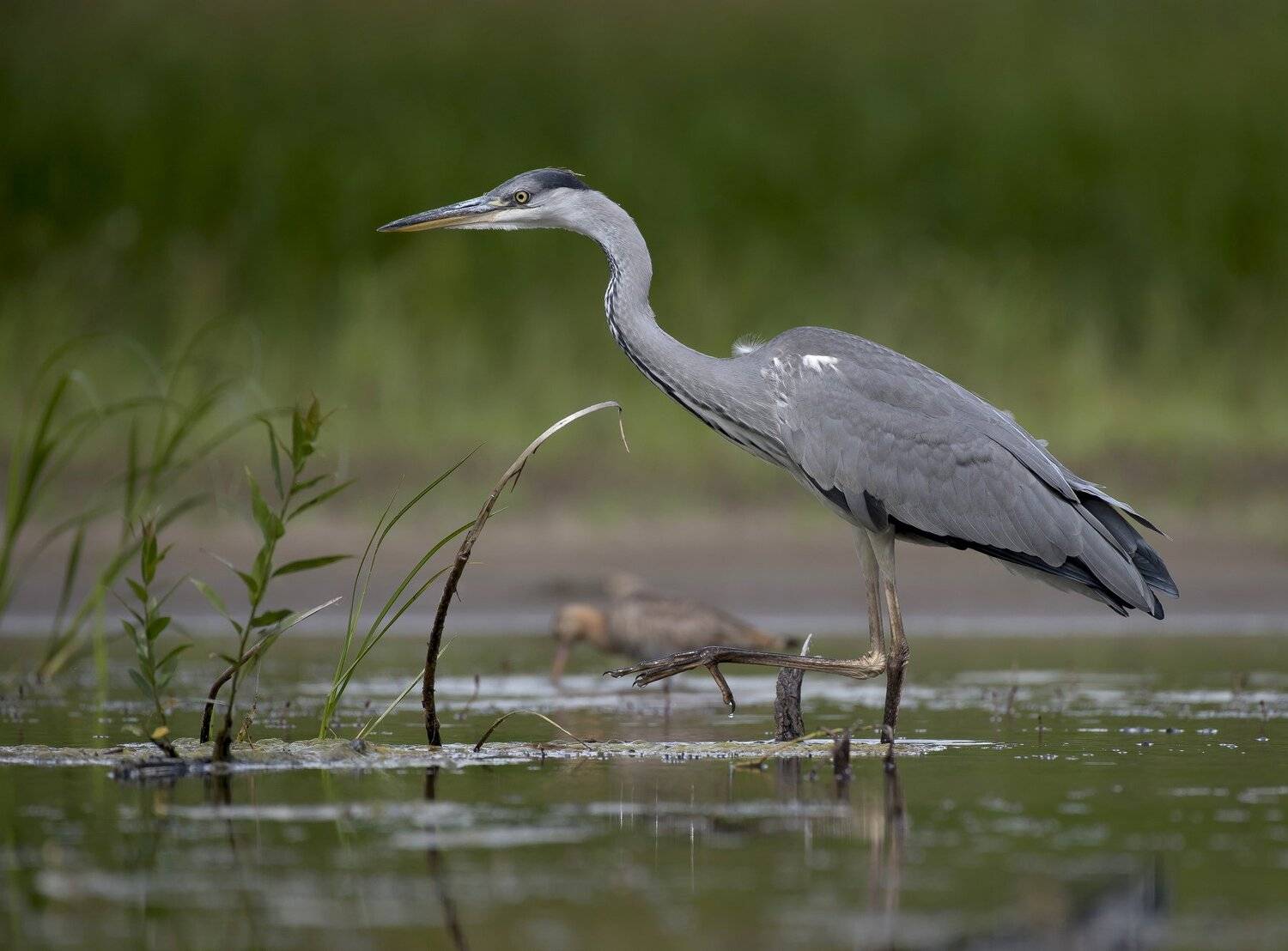 птицы,природа,лето, Андрей Киселёв
