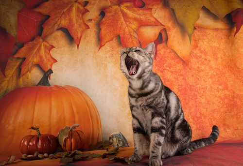 Осенние котики - Autumn Сats