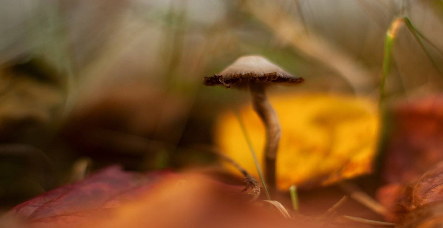 природа,лето,беларусь,макро,лес, Sixten ( Сергей )