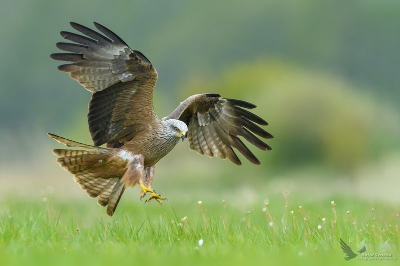 Kania Czarna, Black Kite (Milvus migrans) ... 2017r фото превью