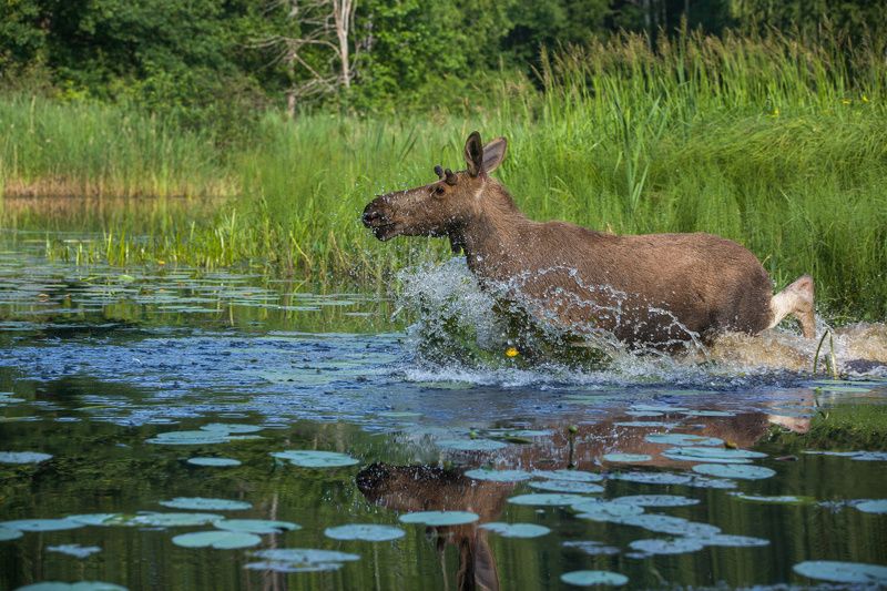 фото превью
