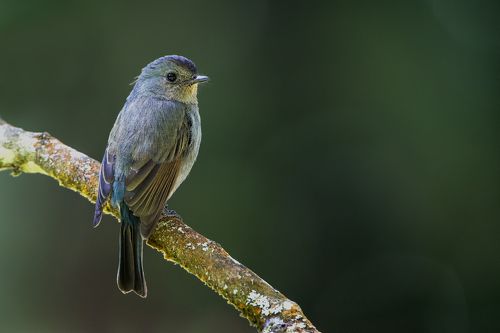 Nilgiri Flycatcher