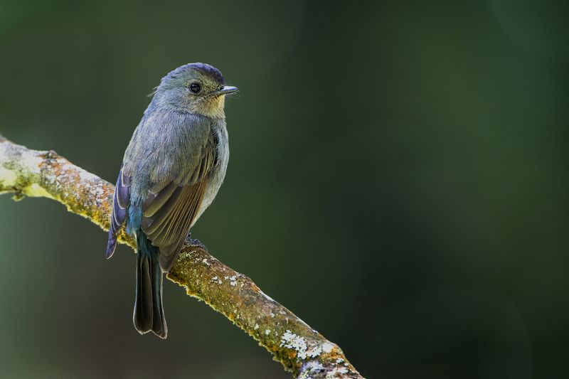 birds, India, flycatcher Nilgiri Flycatcher фото превью