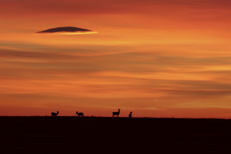 НЛО фото превью