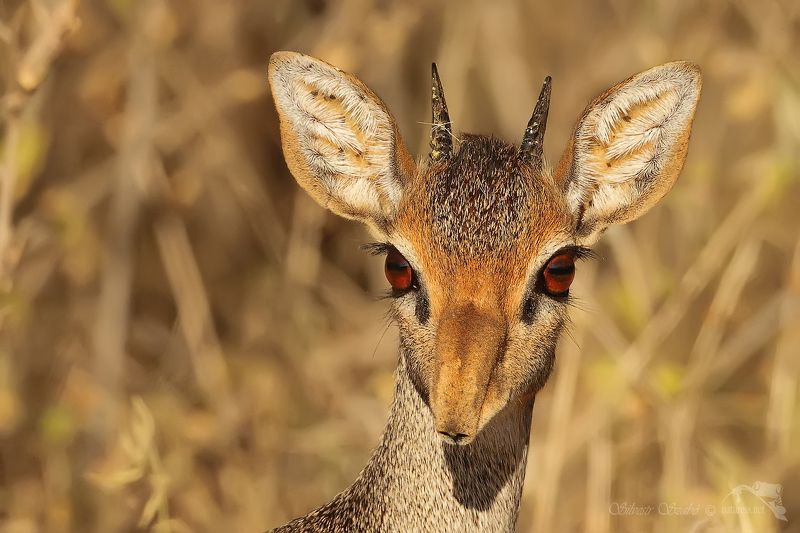 dik dik dik dik фото превью