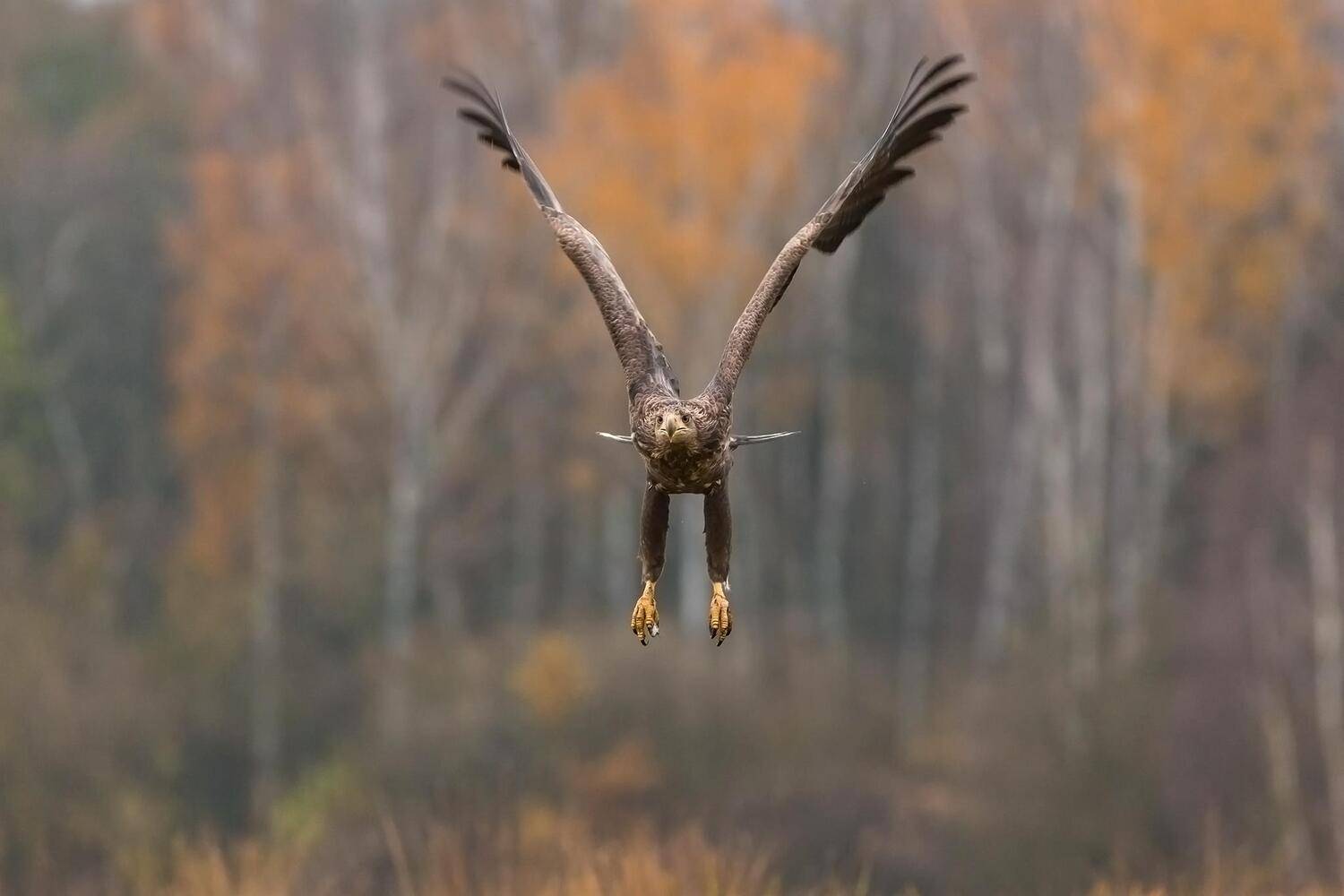 , Łukasz Sok&oacute;ł