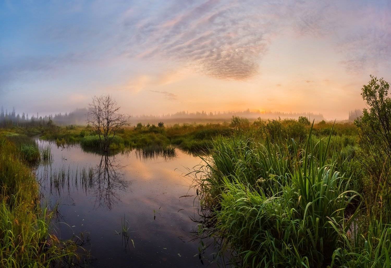 лето, август, ленинградская область, ручей, рассвет, трава, туман, облака, лес, отражение, магия, фототур, камыш,, Лашков Фёдор
