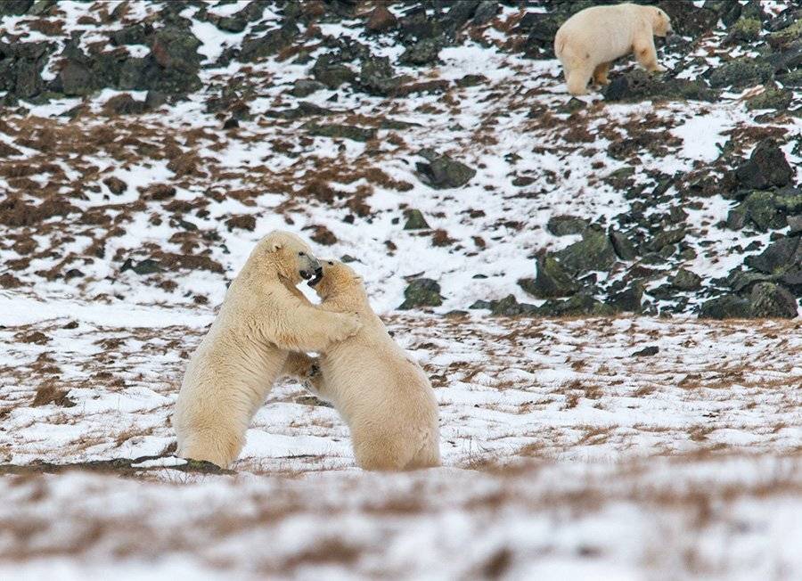 чукотка арктика кожевников медведь морской белый полярный умка, Максим Деминов