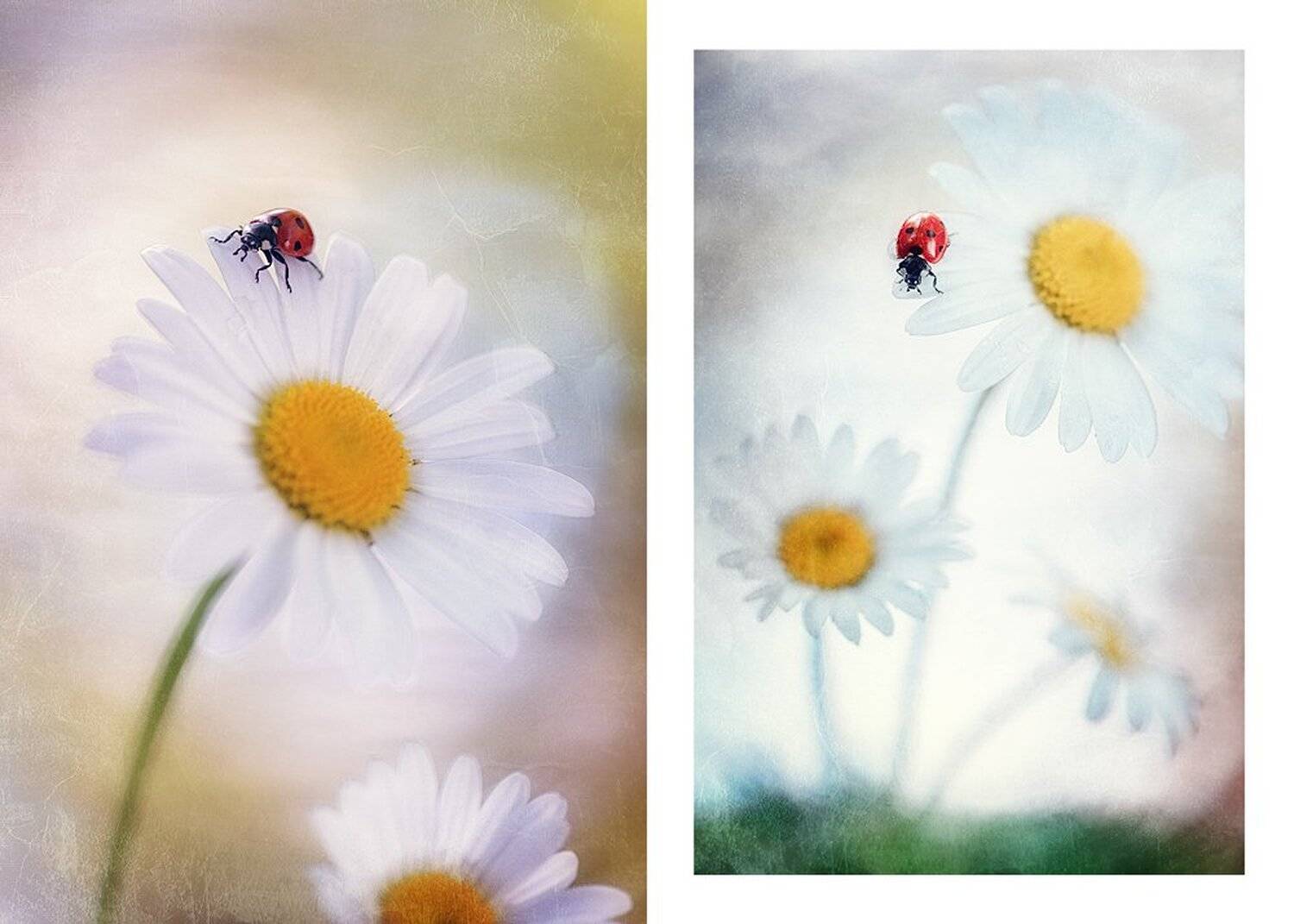 , Александр Чорный