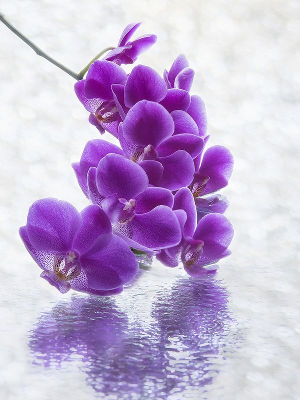 фото цветов, художественное фото, орхидея фаленопсис Ветка цветущей орхидеи фото превью