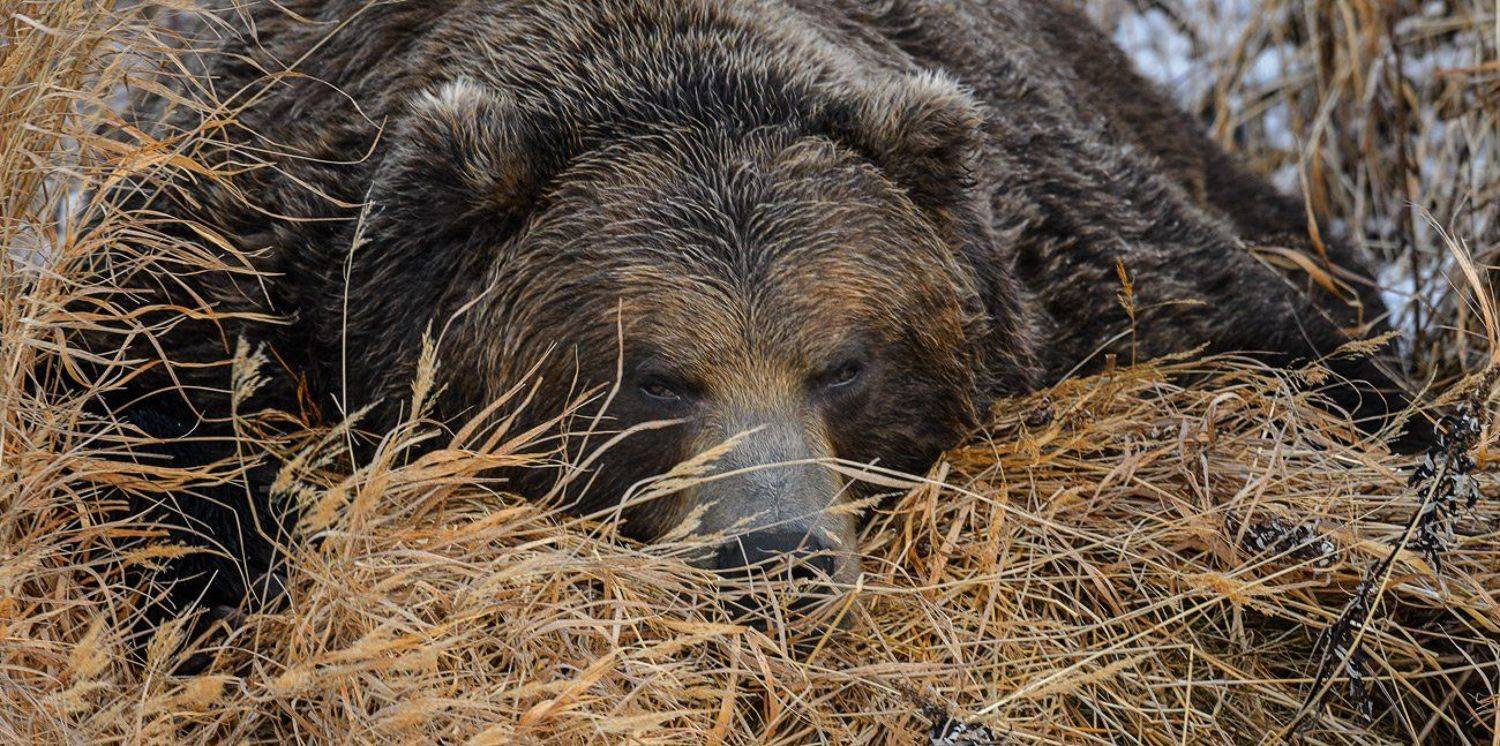 бурый медведь,камчатка, сергей иванов, южно-камчатский заказник, Сергей Иванов