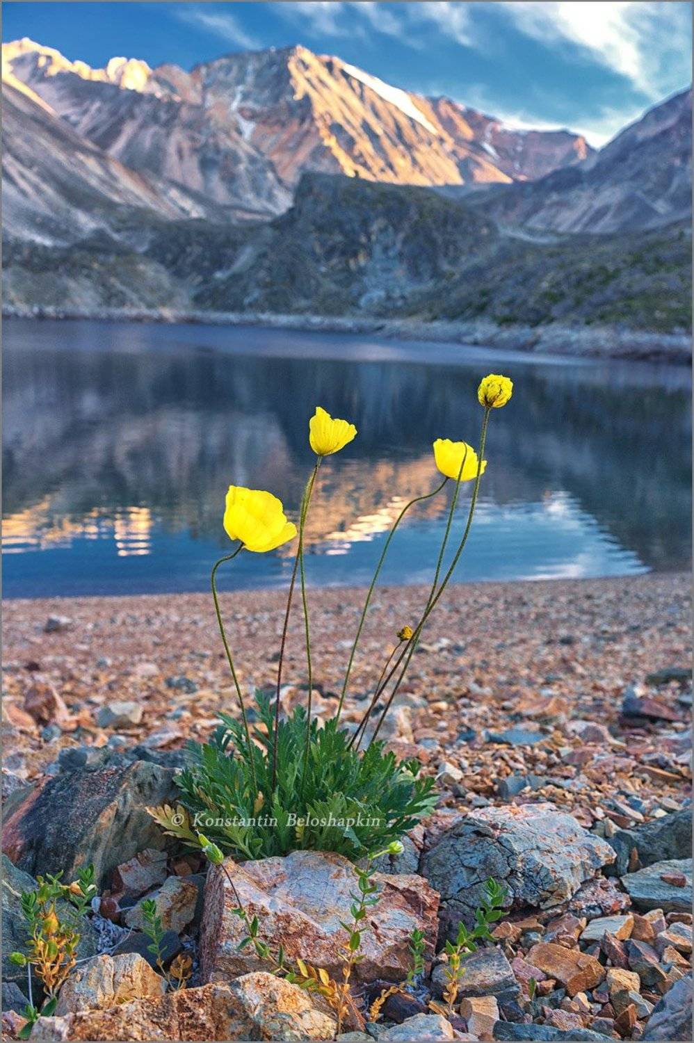 маки, озеро, алтай, Константин Белошапкин