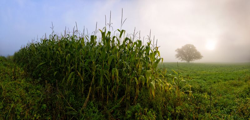 панорама, пейзаж, туман, латвия, сигулда Corn field фото превью