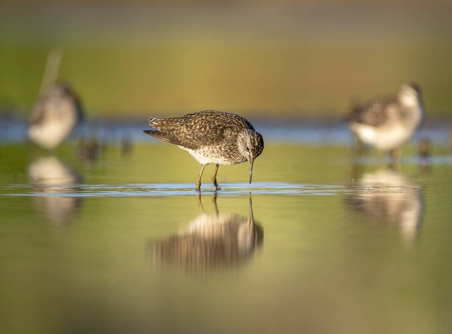 птицы,природа,лето, Андрей Киселёв