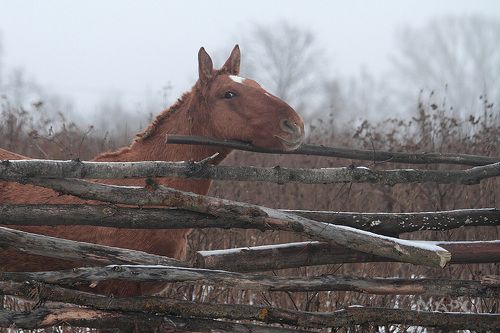 Осенний портрет