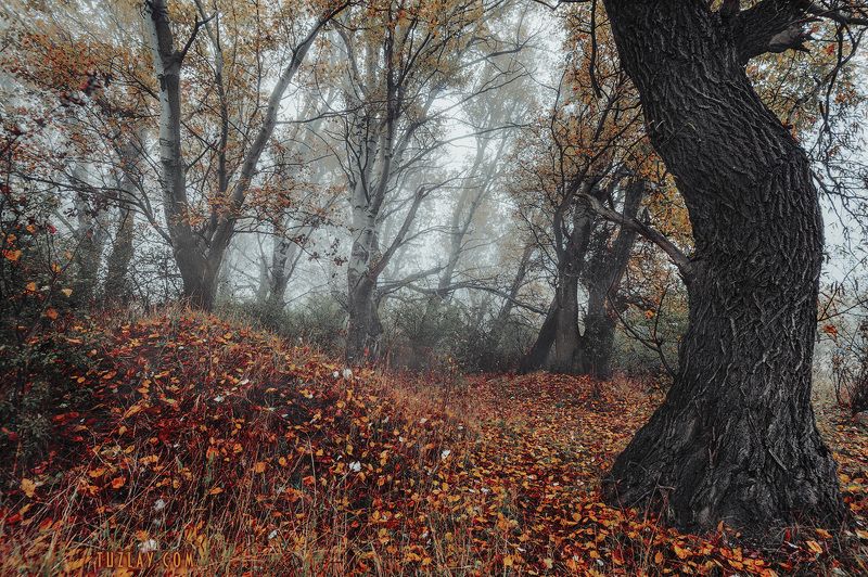 кубань, ноябрь, кубанские туманы, таманский полуостров, темрюк Где то на берегу Кубани...#2 фото превью