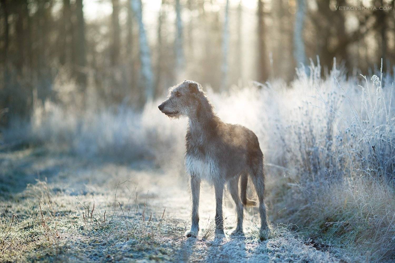 собака, ирландский волкодав, рассвет, иней, мороз, борзая, Анастасия Ветковская
