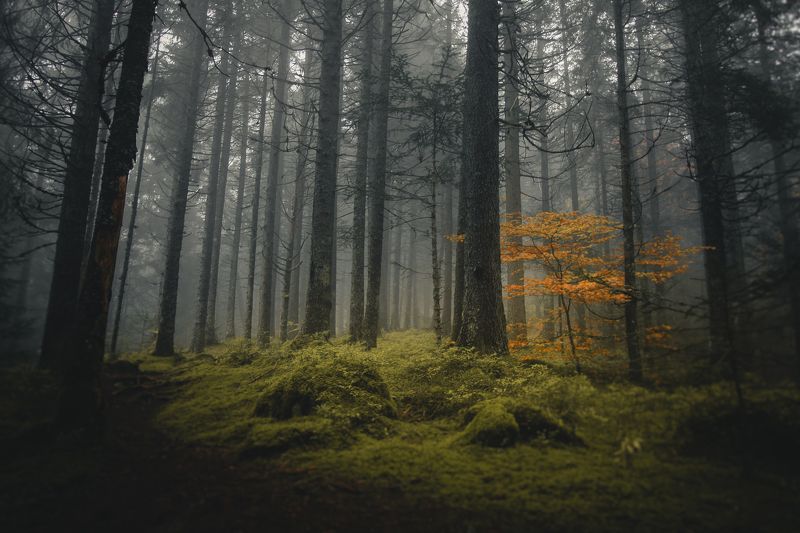 forest, nature, mist, fog, trees, alps, national park, france, tolkien, lord of the rings, onodrim, pagan, soul Tout ce qui est Or ne Brille pas, Tout ceux qui Errent ne sont pas Perdus фото превью