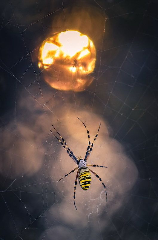 Колдун фото превью