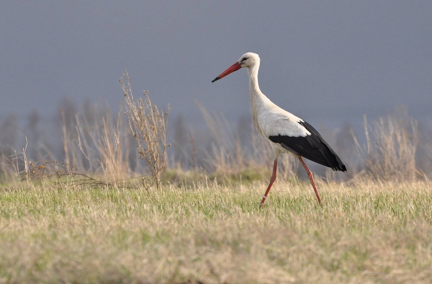 птица, аист, Макеев Алексей