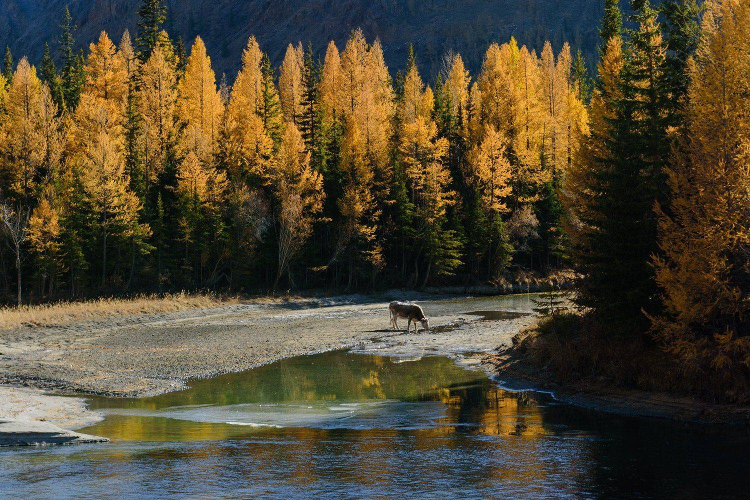 , Крицак Ольга