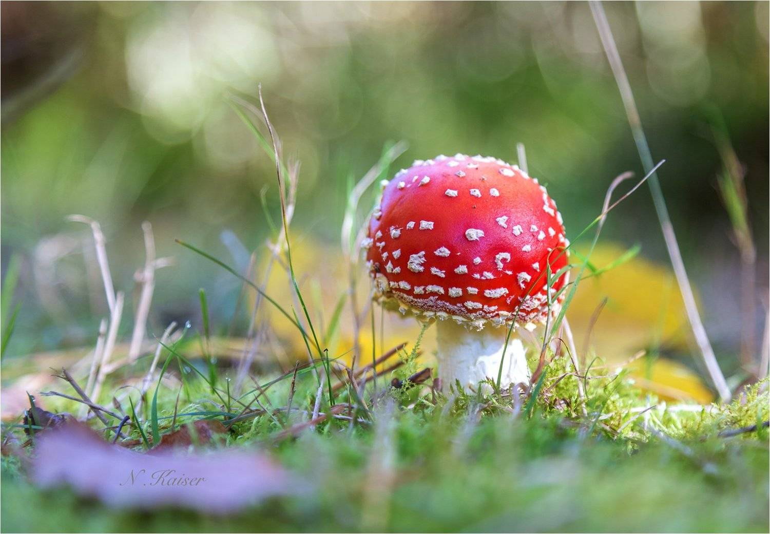 , Наталья Кайзер