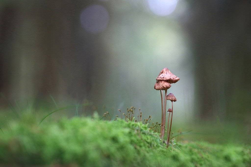 гриб, семья, осень, заросли, листья, ветви, дерево, мох, деревья, растения, природа, фон, зеленый, коричневый, красиво, листва, облачно., Виктор Шнайдер