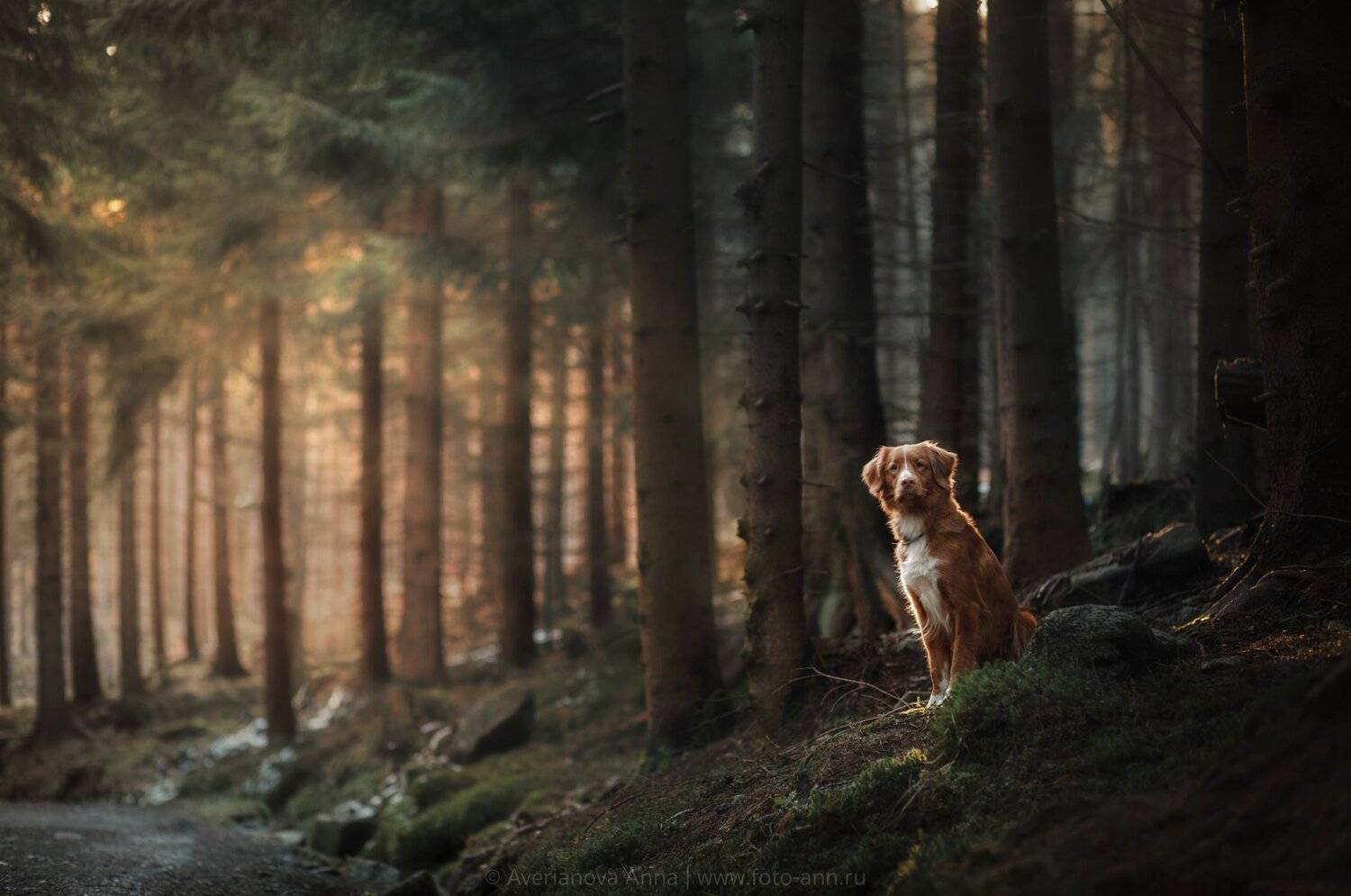собака, природа, лес, животные, Анна Аверьянова