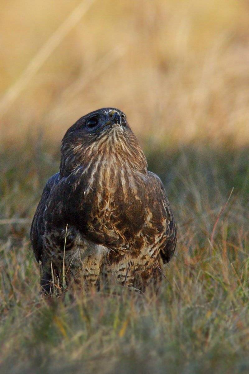 , Георги Славов