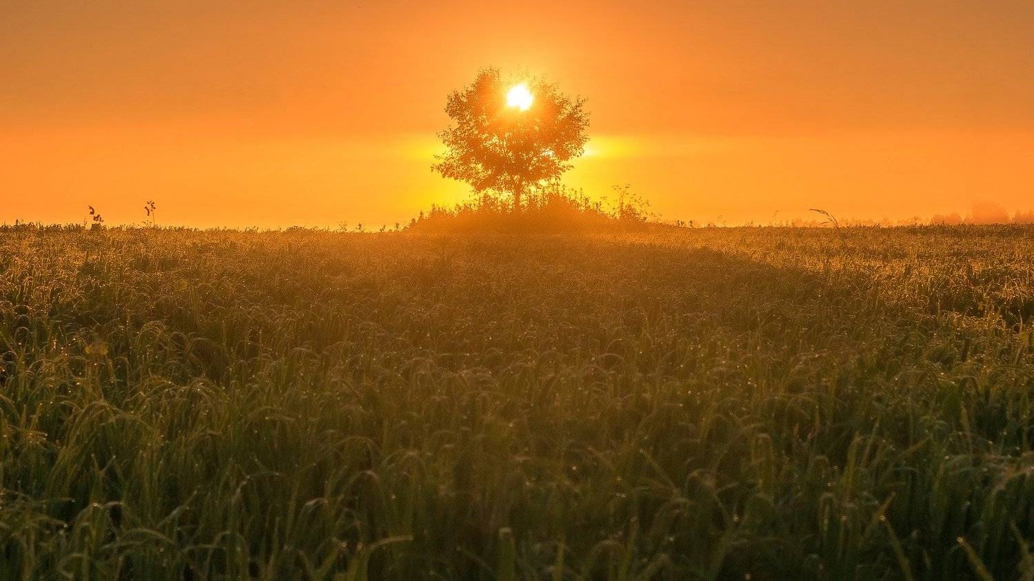 рассвет, солнце, дерево, поле, лето, роса, трава, Дмитриев Алексей