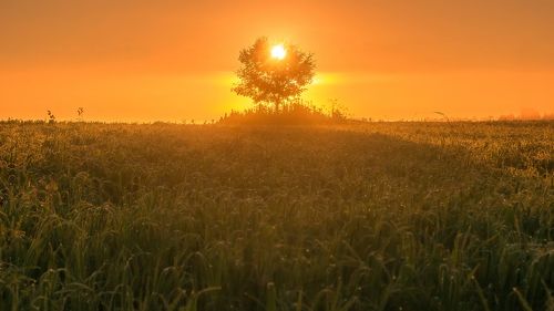 Дерево солнца