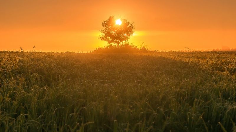 рассвет, солнце, дерево, поле, лето, роса, трава Дерево солнца фото превью