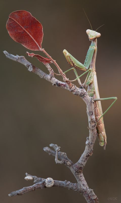 осень, богомол,mantodea Вот и осень... фото превью