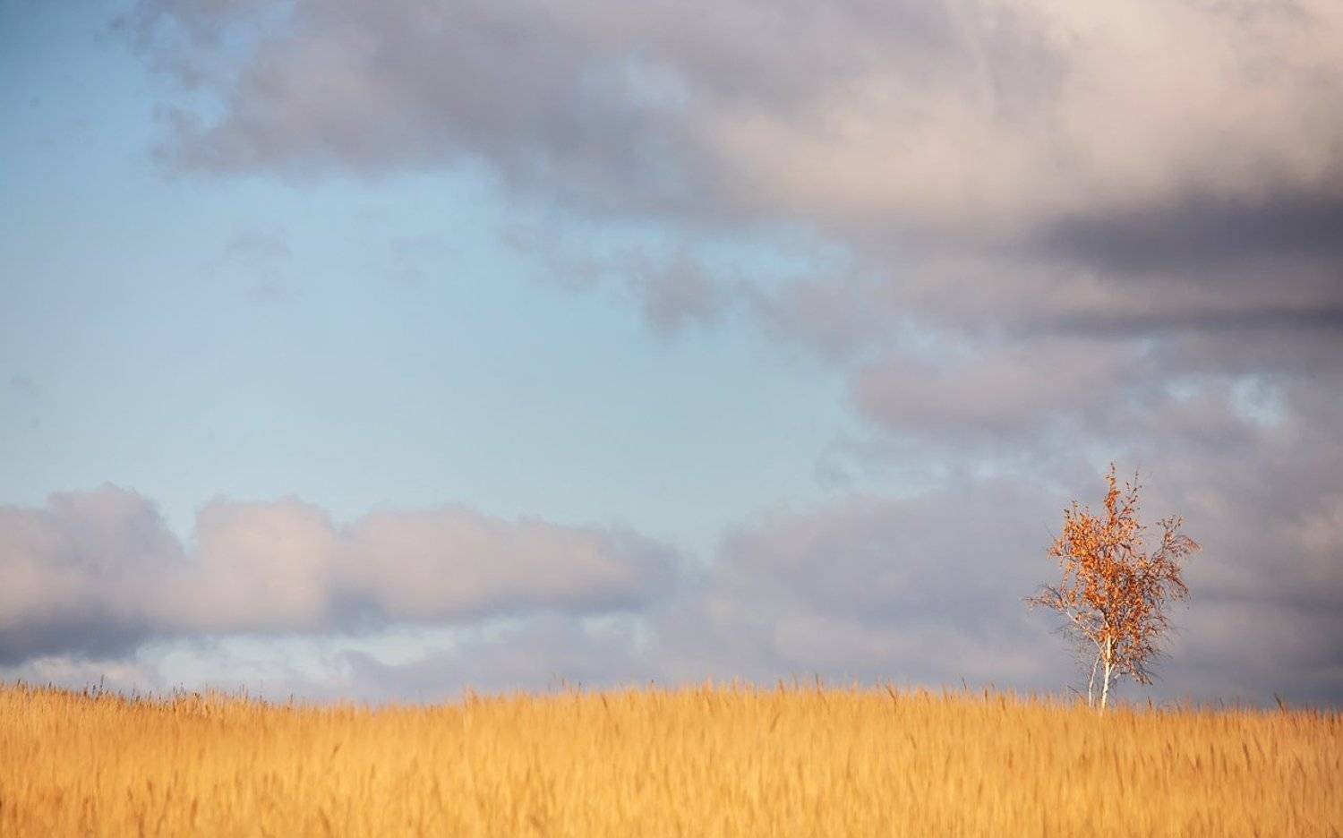 октябрь, поле, березки, тульские, просторы, 100-300мм, Лопухов Сергей