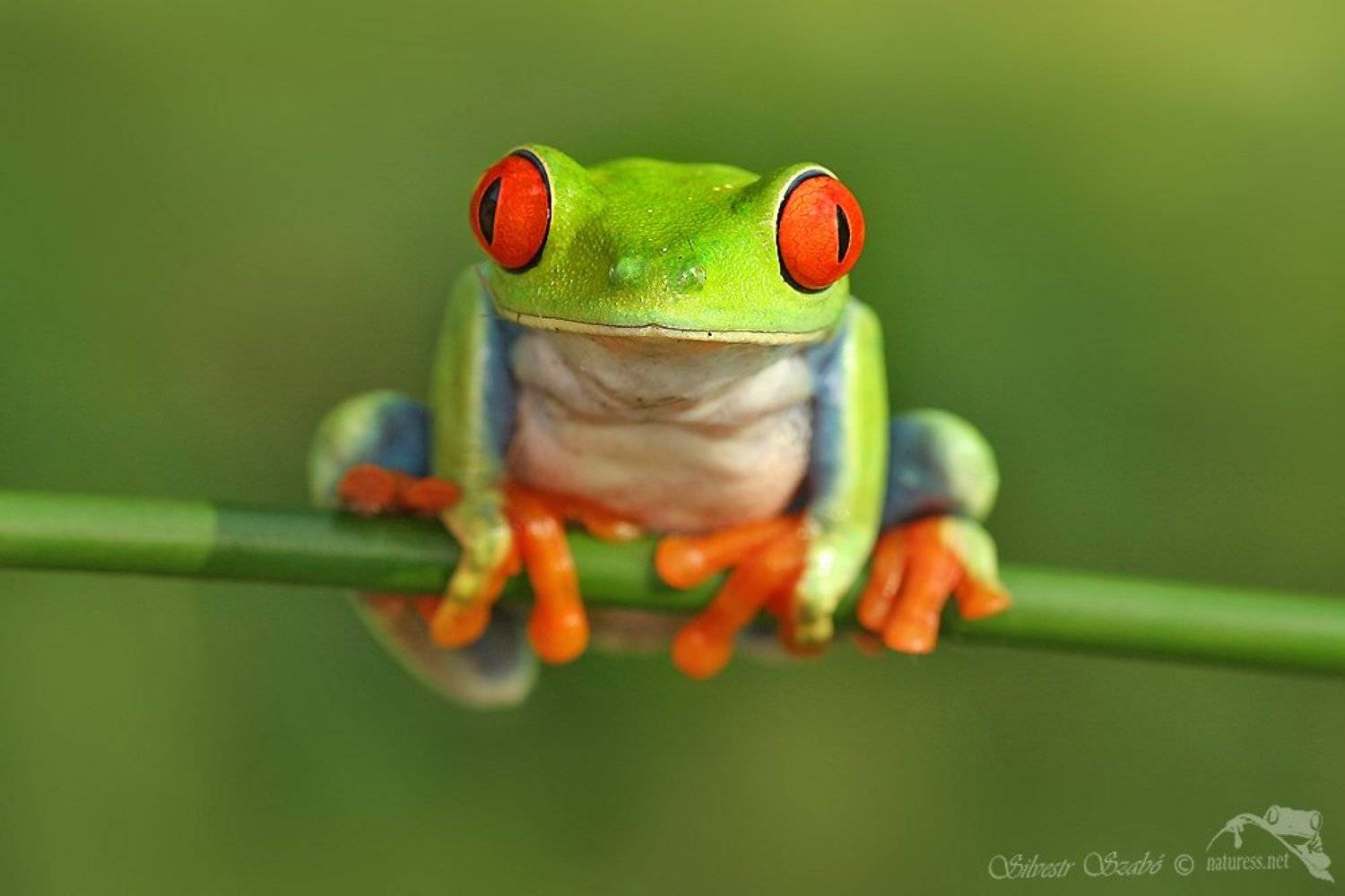 agalichnis callidrias, Silvestr Szab&oacute;