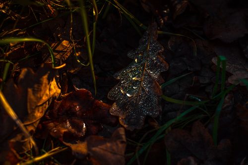 light and drop