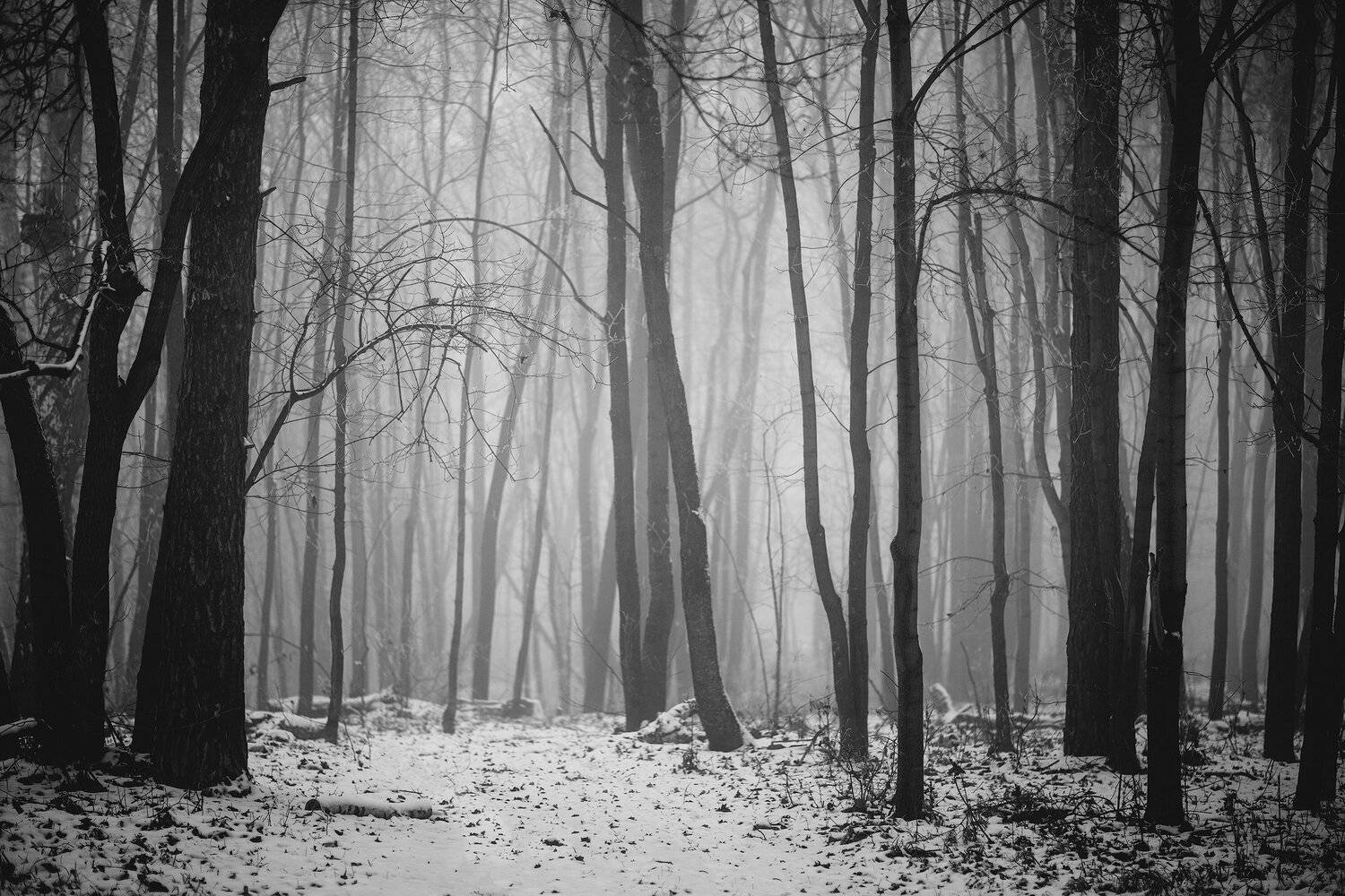 лес, туман, деревья, пейзаж, Владимир