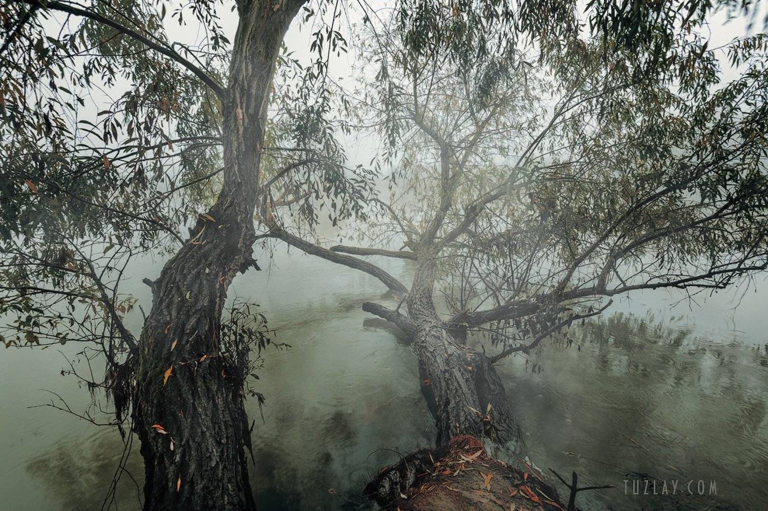 кубань, ноябрь, кубанские туманы, таманский полуостров, темрюк, Владимир Тузлай