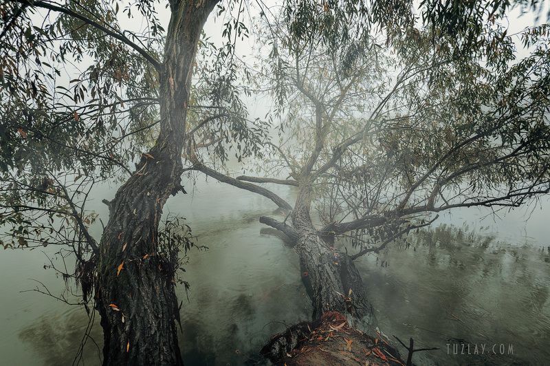 кубань, ноябрь, кубанские туманы, таманский полуостров, темрюк Про ноябрьские туманы #2 фото превью