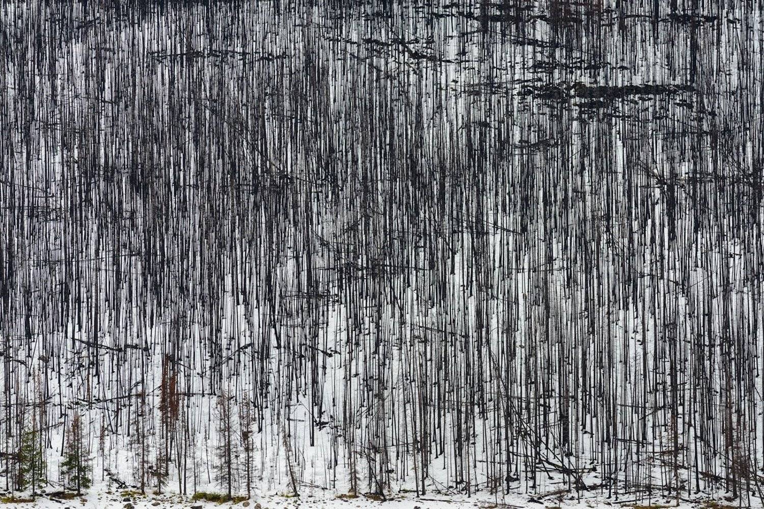 Канада, Скалистые горы, Джаспер, лес, Сергей Пестерев