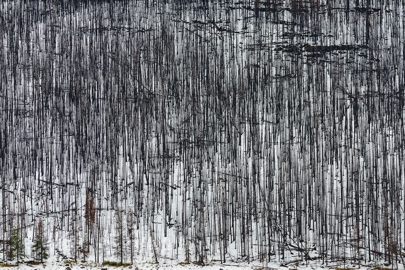 Канада, Скалистые горы, Джаспер, лес Мёртвый лес фото превью